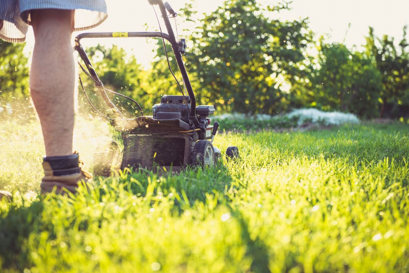 Regular mowing keeps grass healthy and even